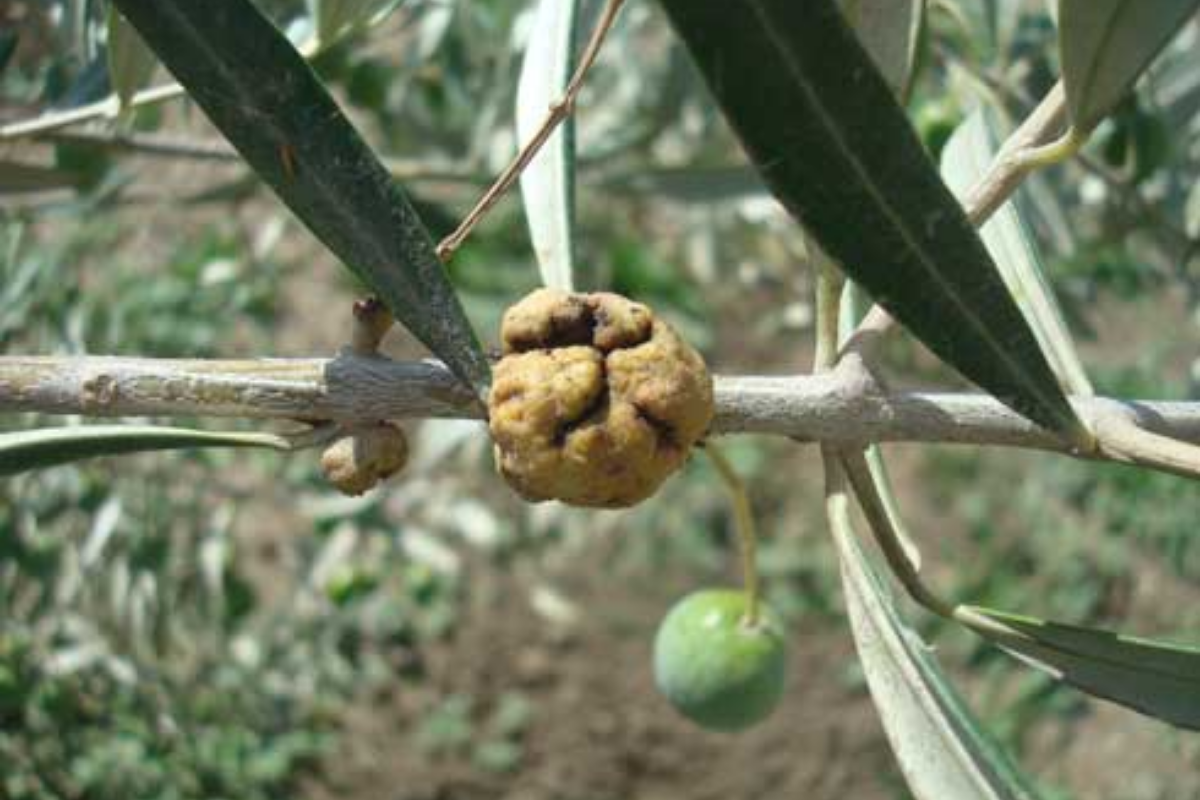 Olive knot disease symptoms.png